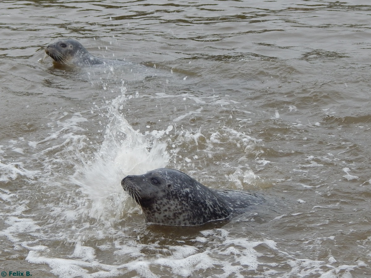 Robbe in Sankt Peter-Ording am 19.10.2014