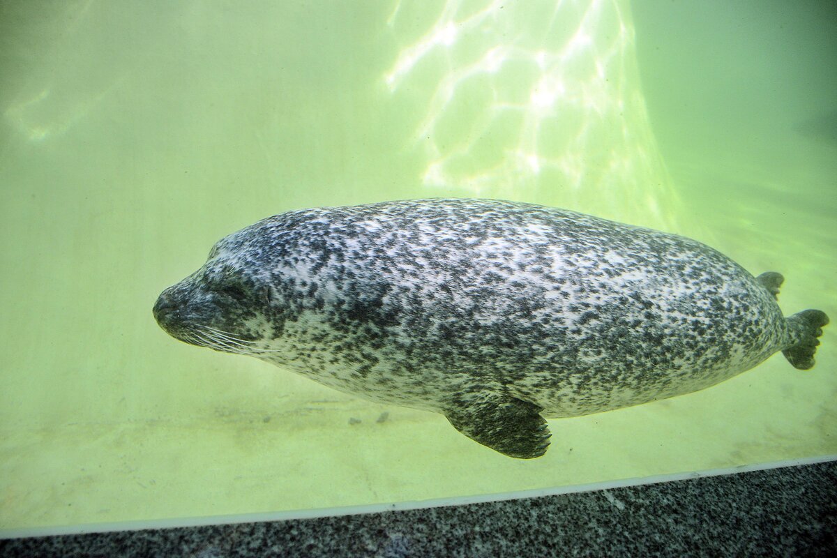 Robbe in der Seehundstation Friedrichskoog im Kreis Dithmarschen. Aufnahme: 22. September 2022.