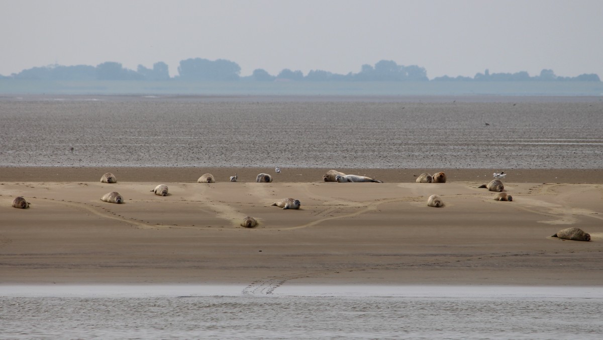 Robben am 15.08.2013 auf einer Sandbank in der Weser