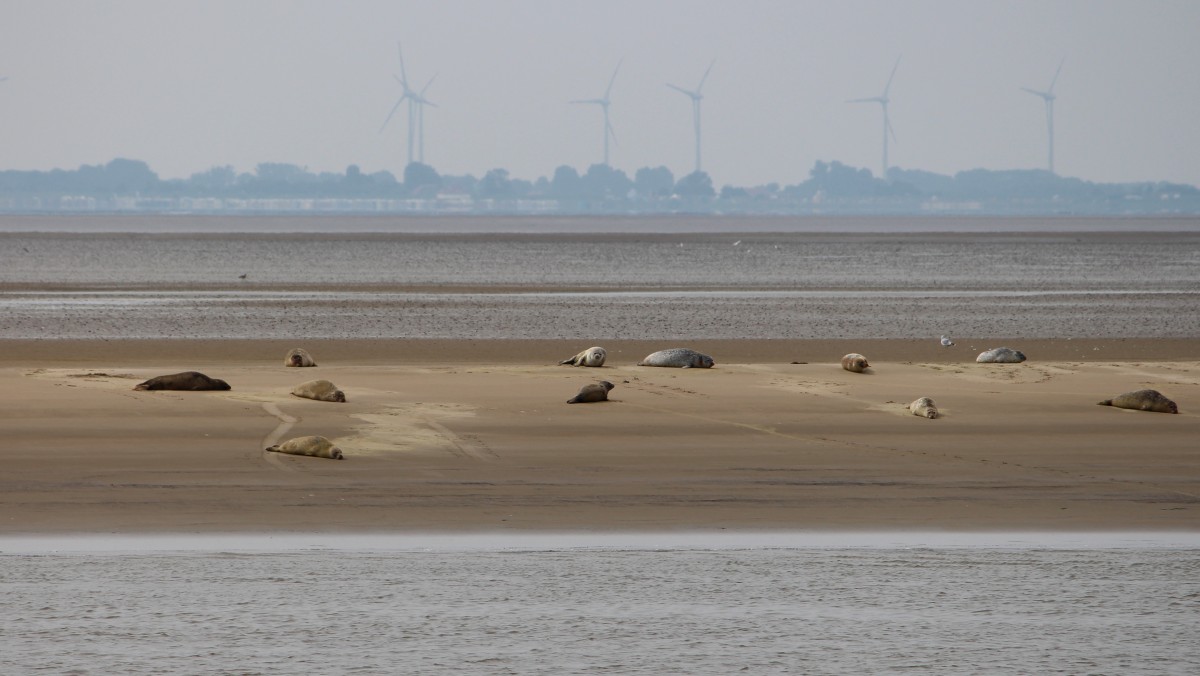 Robben am 15.08.2013 auf einer Sandbank vor Bremerhaven in der Aussenweser.