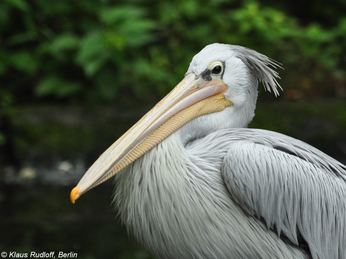 Rtelpelikan oder Rotrckenpelikan (Pelecanus rufescens) im Tierpark Berlin (August 2015).