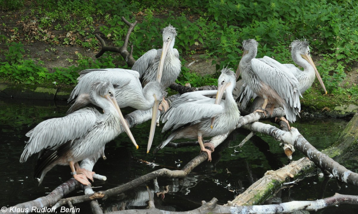 Rtelpelikane oder Rotrckenpelikane (Pelecanus rufescens) im Tierpark Berlin (August 2015).