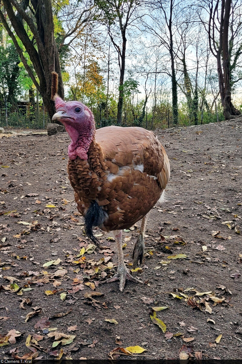 Ronquirez-Puter  Willibald  (Meleagris gallopavo f. domestica) im Zoo Aschersleben.

🕓 26.10.2022 | 16:15 Uhr