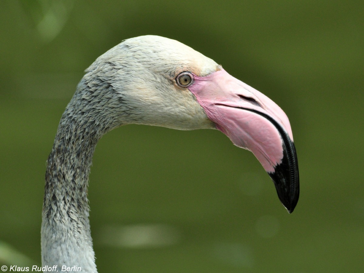 Rosaflamingo (Phoenicopterus roseus) im Zoo Hluboka / Tschechien.