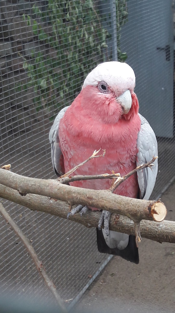 Rosakakadu (Eolophus roseicapilla, Syn.: Cacatua roseicapilla), gelegentlich auch in bernahme der australischen Bezeichnung Galah genannt, ist eine in Australien weit verbreitete und hufige Papageienart. Gesehen im Park bei Krzen am 05.07.2020