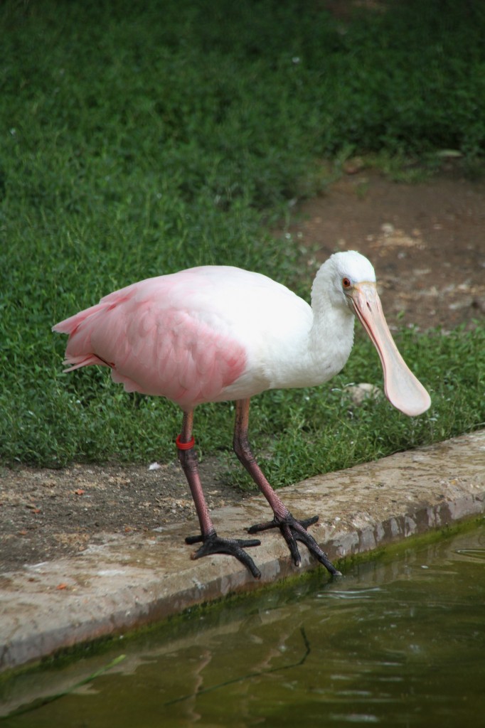 Rosalffler (Ajaia ajaja) am 25.7.2010 im Zoo Heildelberg.