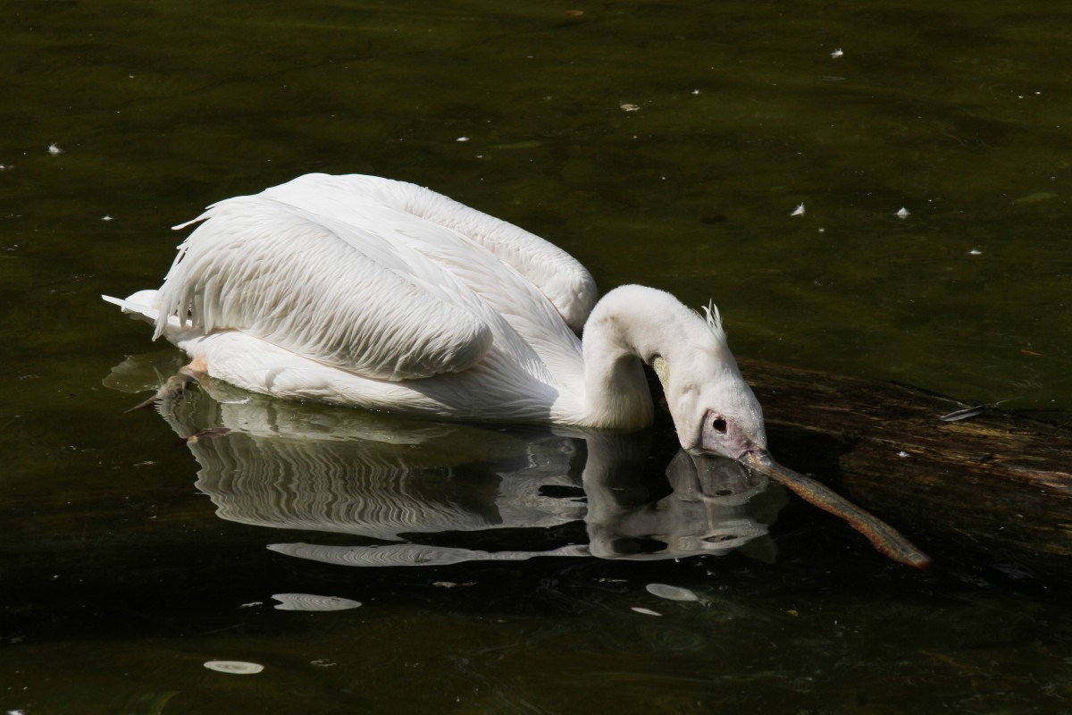 Rosapelikan (Pelecanus onocrotalus) auf Fischzug. 25.7.2010 im Zoo Heildelberg.