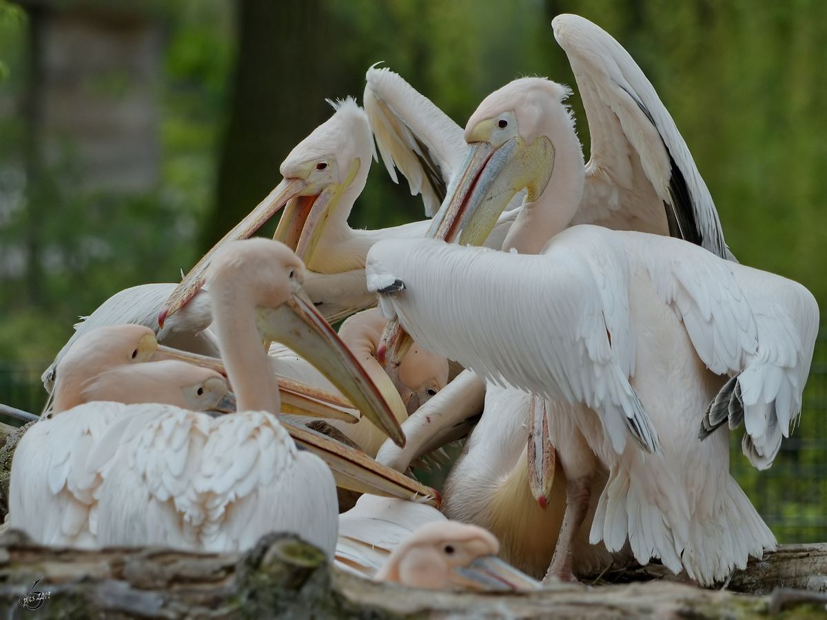 Rosapelikane Anfang April 2017 im Zoo Dresden.