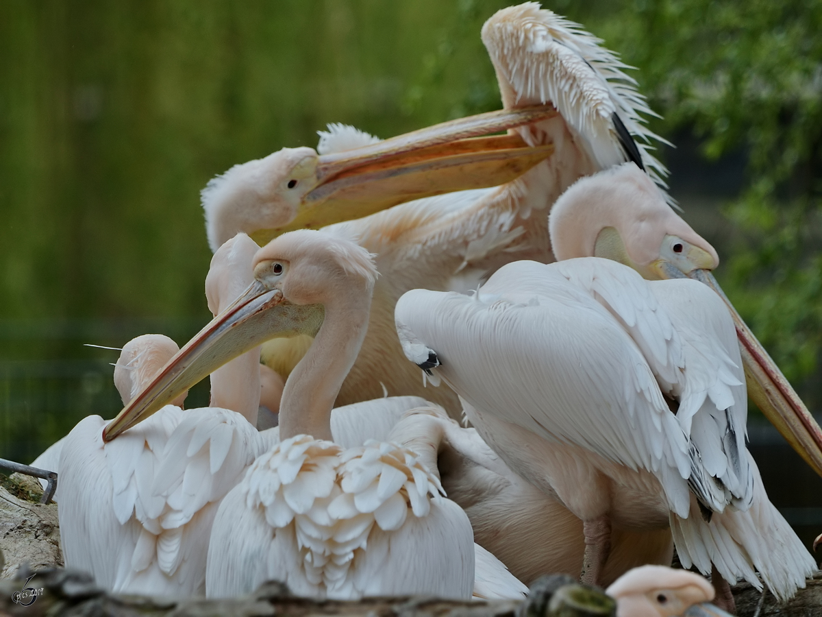 Rosapelikane Anfang April 2017 im Zoo Dresden.