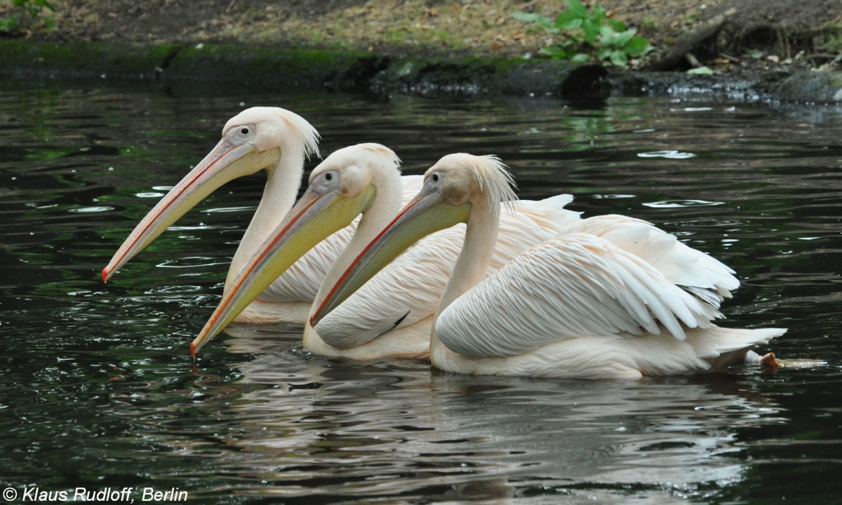 Rosapelikane (Pelecanus onocrotalus) im Tierpark Berlin (August 2015).