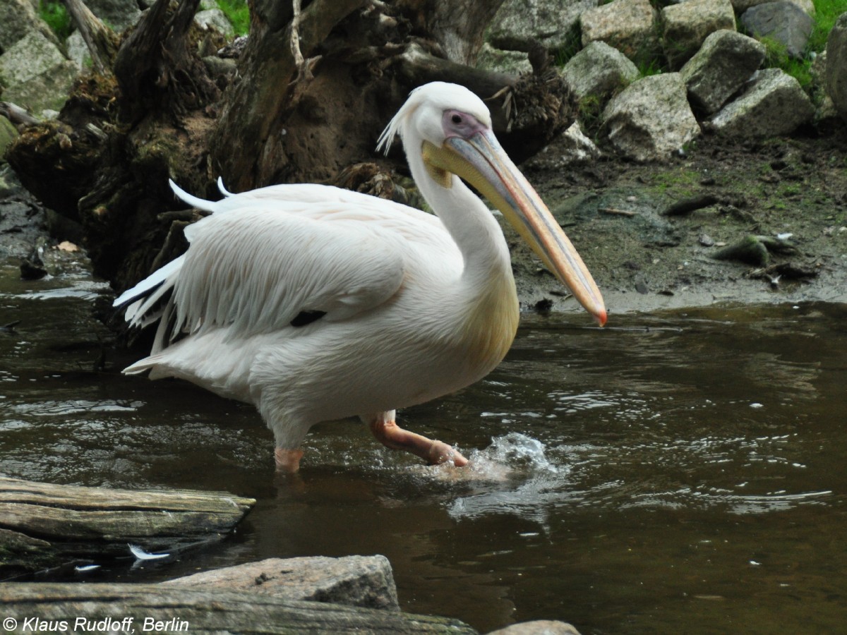 Rospelikan (Pelecanus onocrotalus) im Tierpark Cottbus (August 2015).