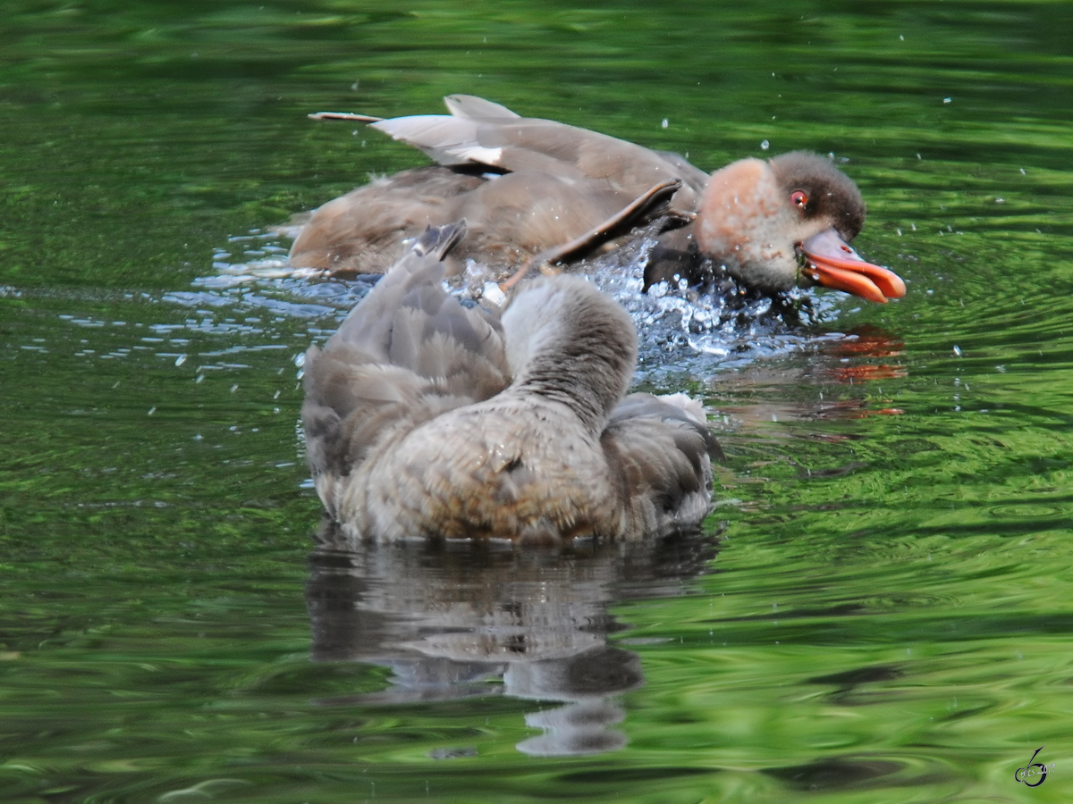 Rostgnse Anfang Juli 2010 im Zoo Schwerin.