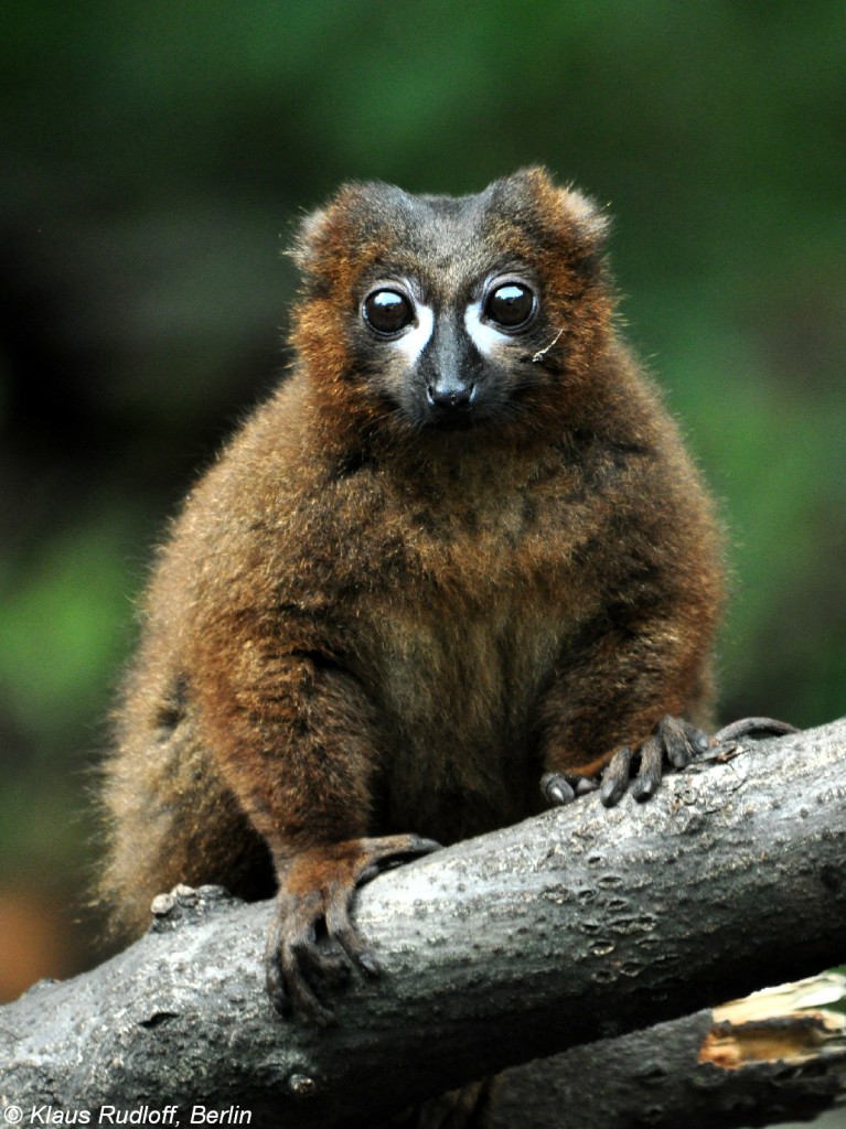 Rotbauchmaki (Eulemur rubriventer). Mnnchen im Tierpark Berlin (August 2015).