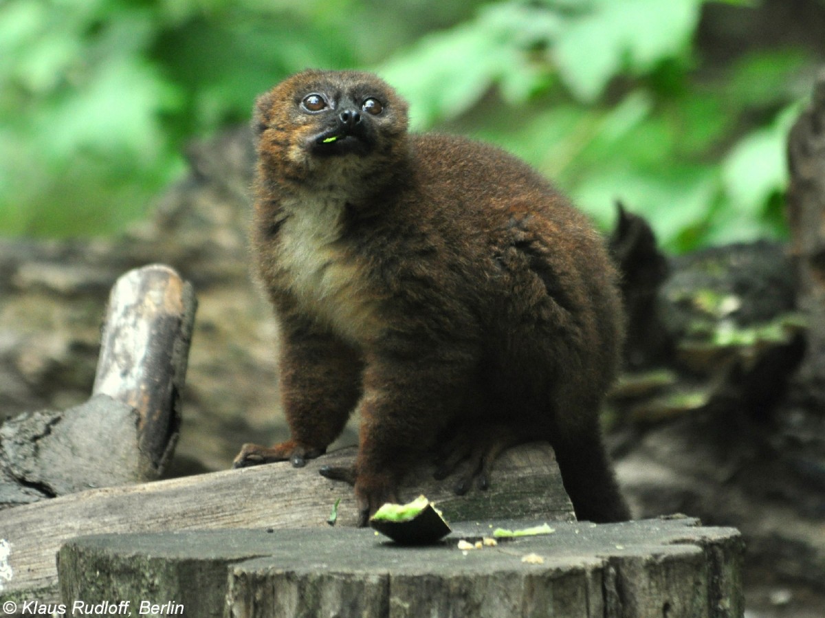 Rotbauchmaki (Eulemur rubriventer). Weibchen im Tierpark Berlin (August 2015).