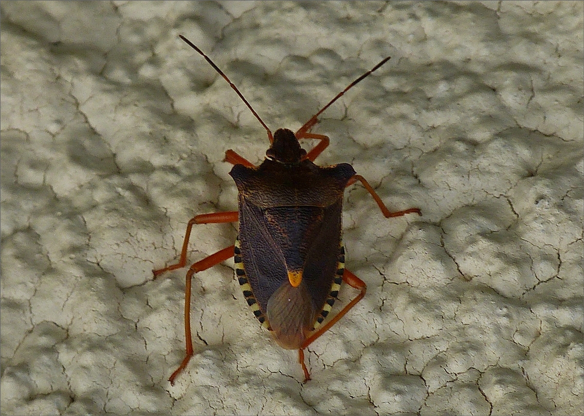 Rotbeinige Baumwanze (Pentatoma rufipes) an unserer Hauswand. 08.2019