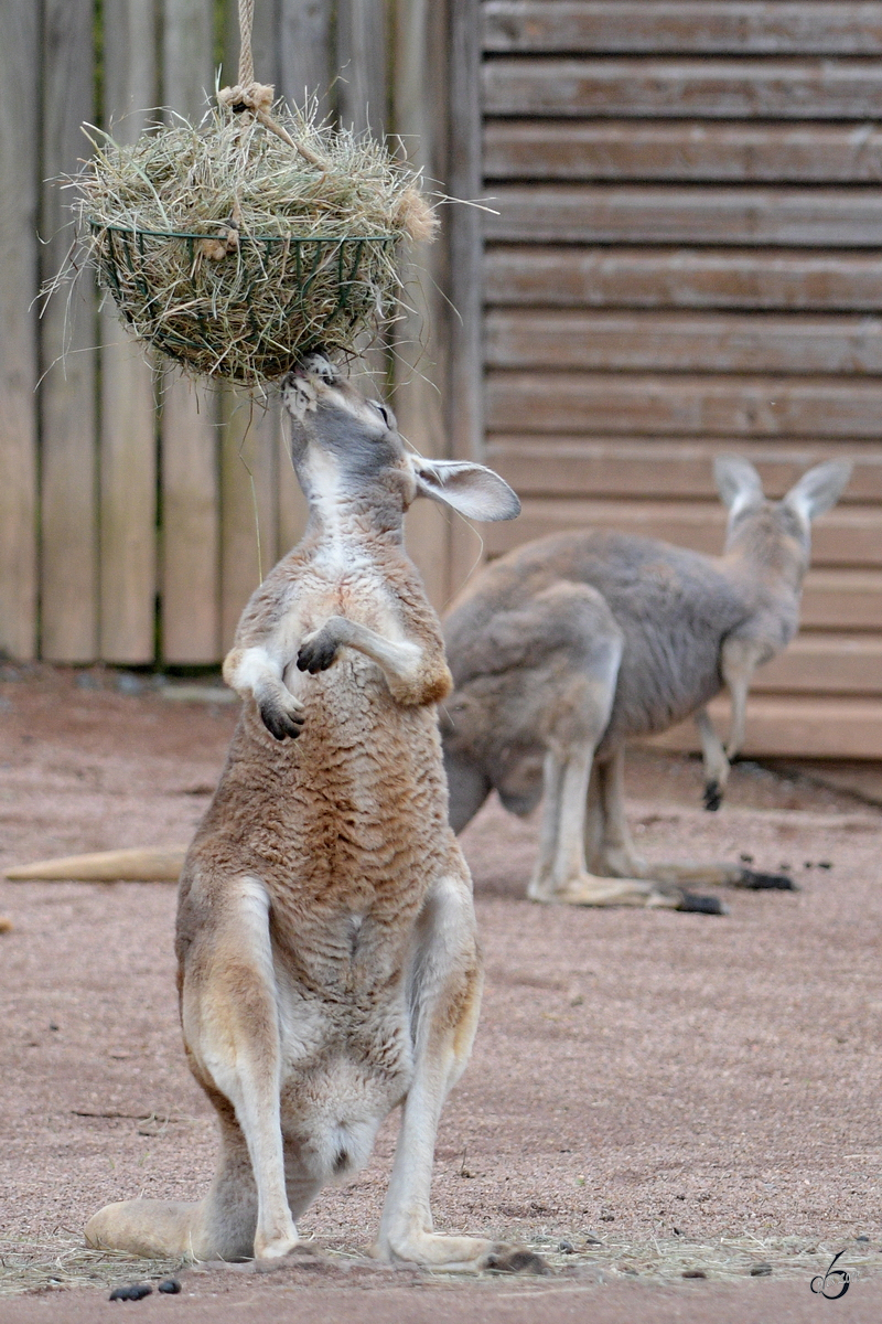 Rote Riesenkngurus Anfang April 2017 im Zoo Dresden.