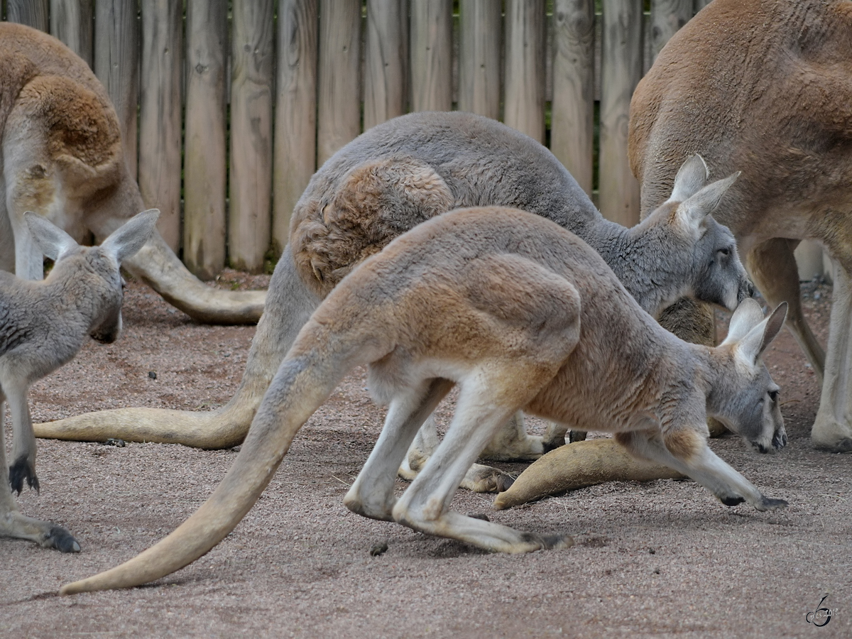 Rote Riesenkngurus Anfang April 2017 im Zoo Dresden. 