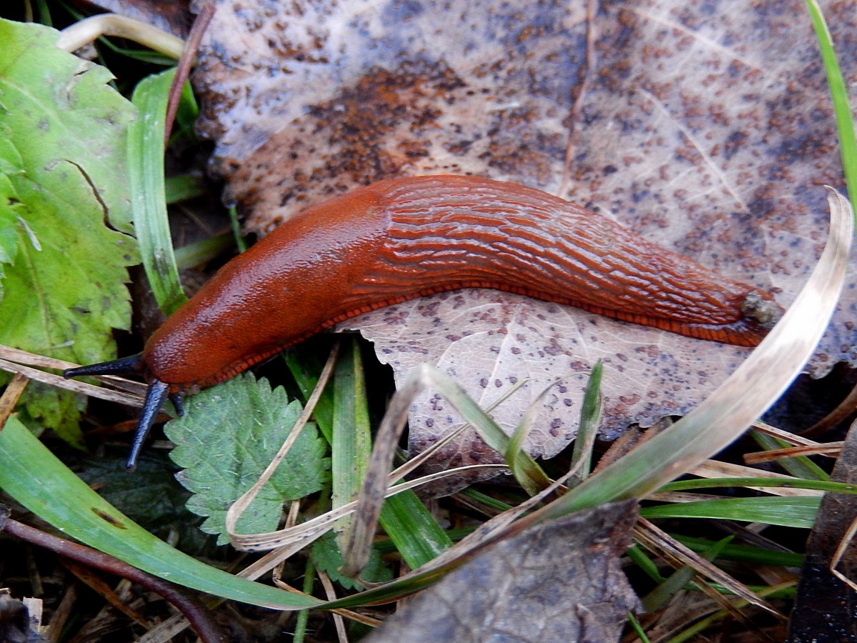 Rote Wegschnecke(Arion rufus), ist am Nachmittag des 8.Dez.2013 auf Nahrungssuche;