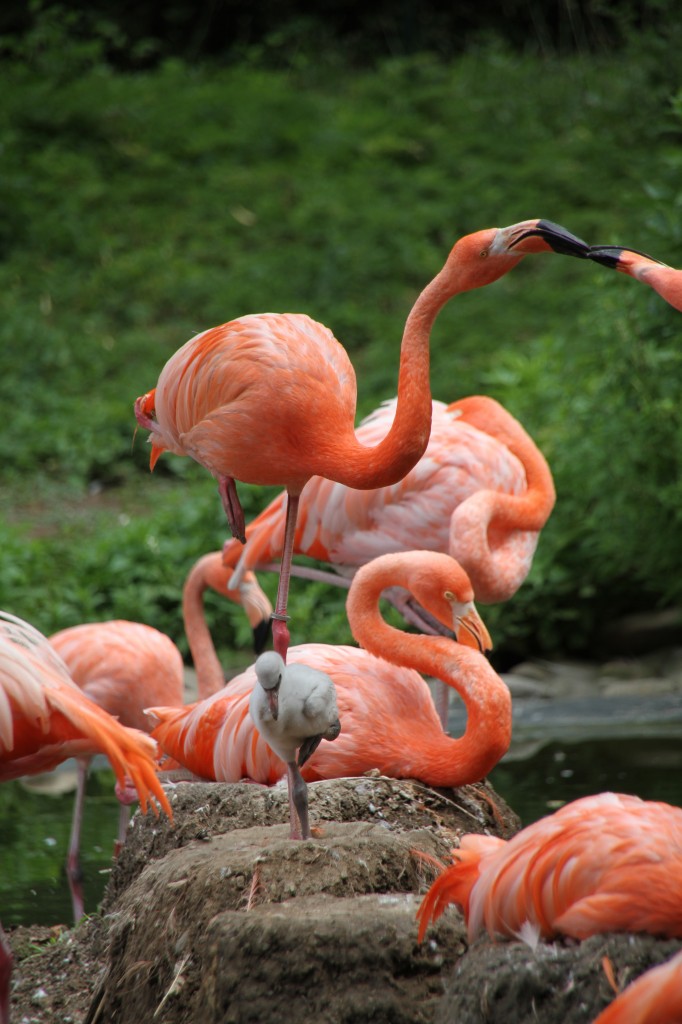 Roter Flamingo oder auch Kubaflamingo (Phoenicopterus ruber) am 25.7.2010 im Zoo Heildelberg.