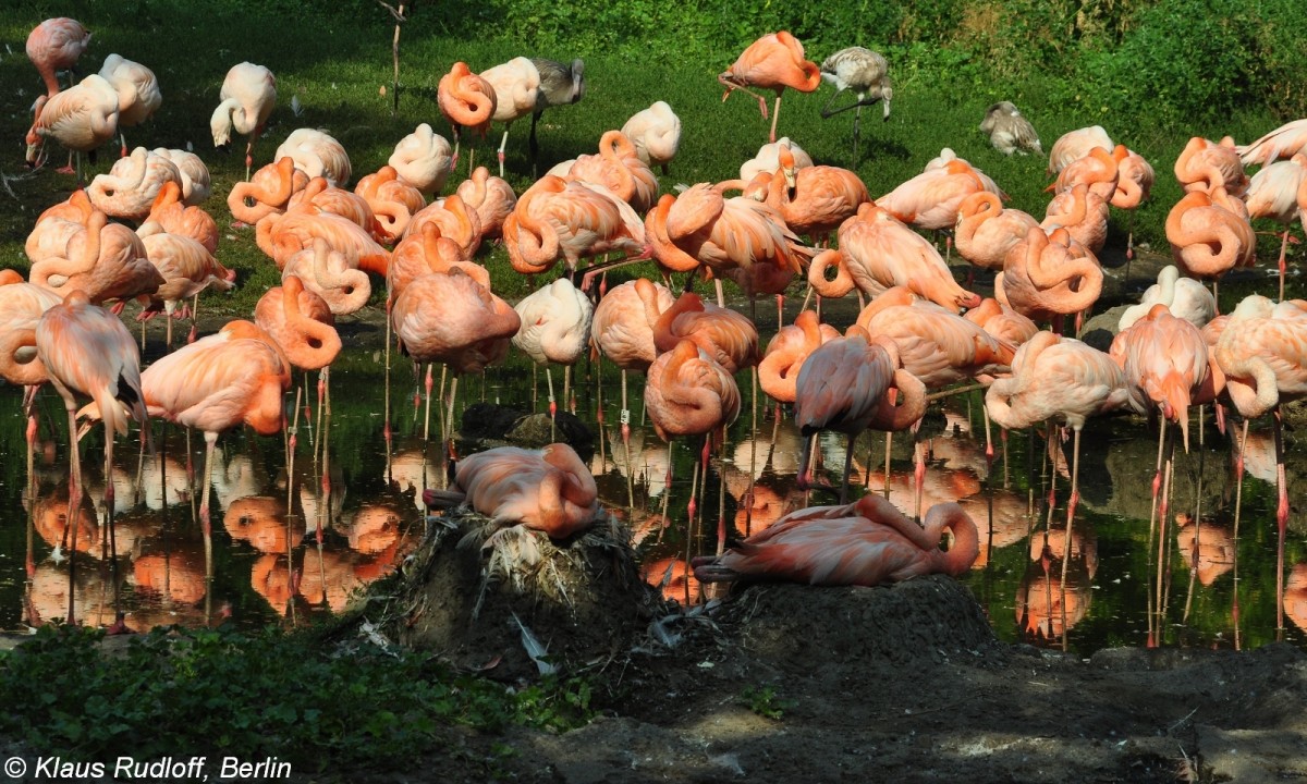 Roter Flamingo (Phoenicopterus ruber) im Tierpark Berlin (August 2015).