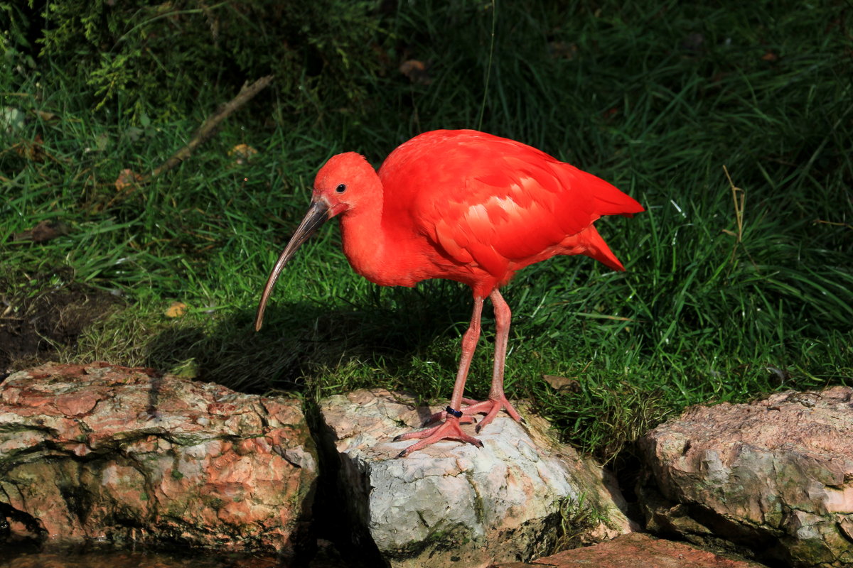 Roter Ibis am 05.10.2020 im Weltvogelpark Walsrode. 