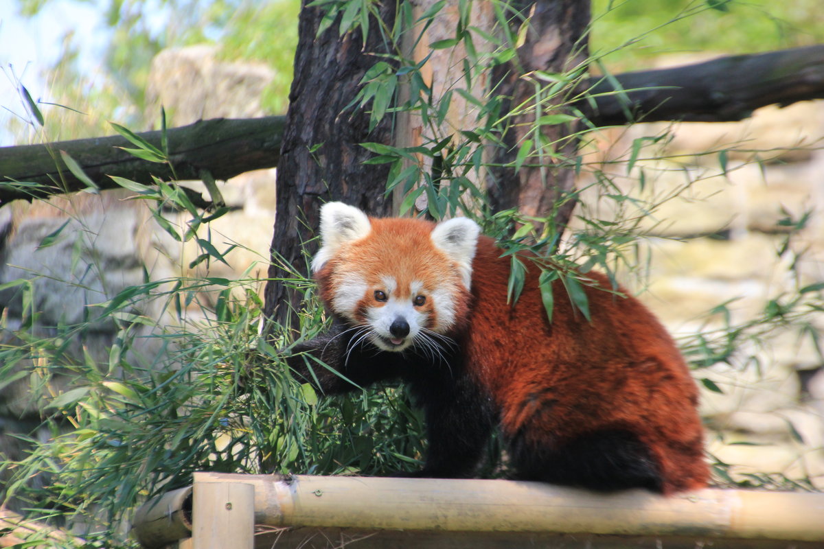 Roter Panda am 23.07.2015 im Zoo in Wroclaw (Breslau). 