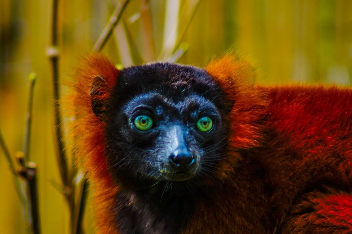 Varis Fotos Tierfotos.eu