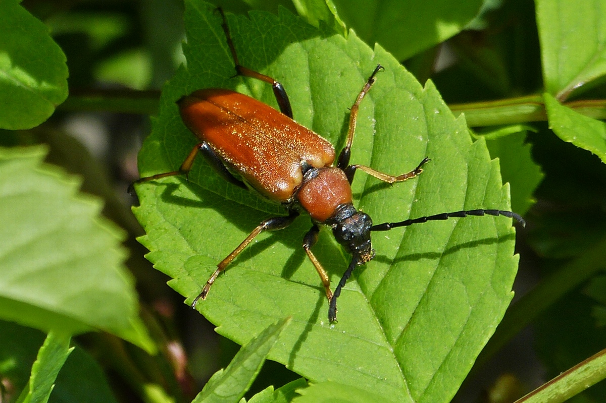 Rothalsbock auf der Hecke in unserem Garten. 09.07.2020