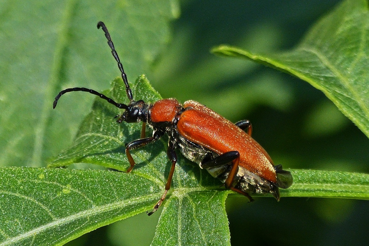 Rothalsbockkfer auf einer Dahlienpflanze in unserem Garten. 07.2022