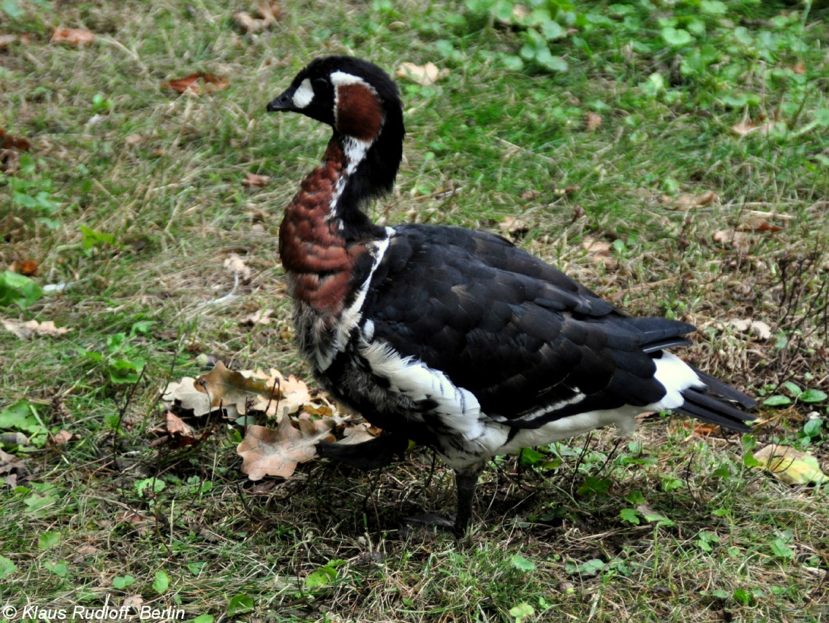 Rothalsgans (Branta ruficollis) in der Mauser im Tierpark Cottbus (August 2015).