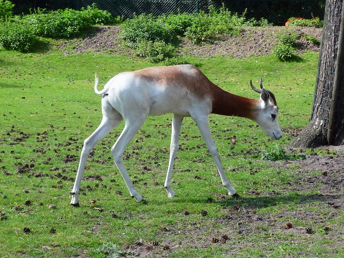 Rothalsgazelle im Serengetipark, 9.9.15