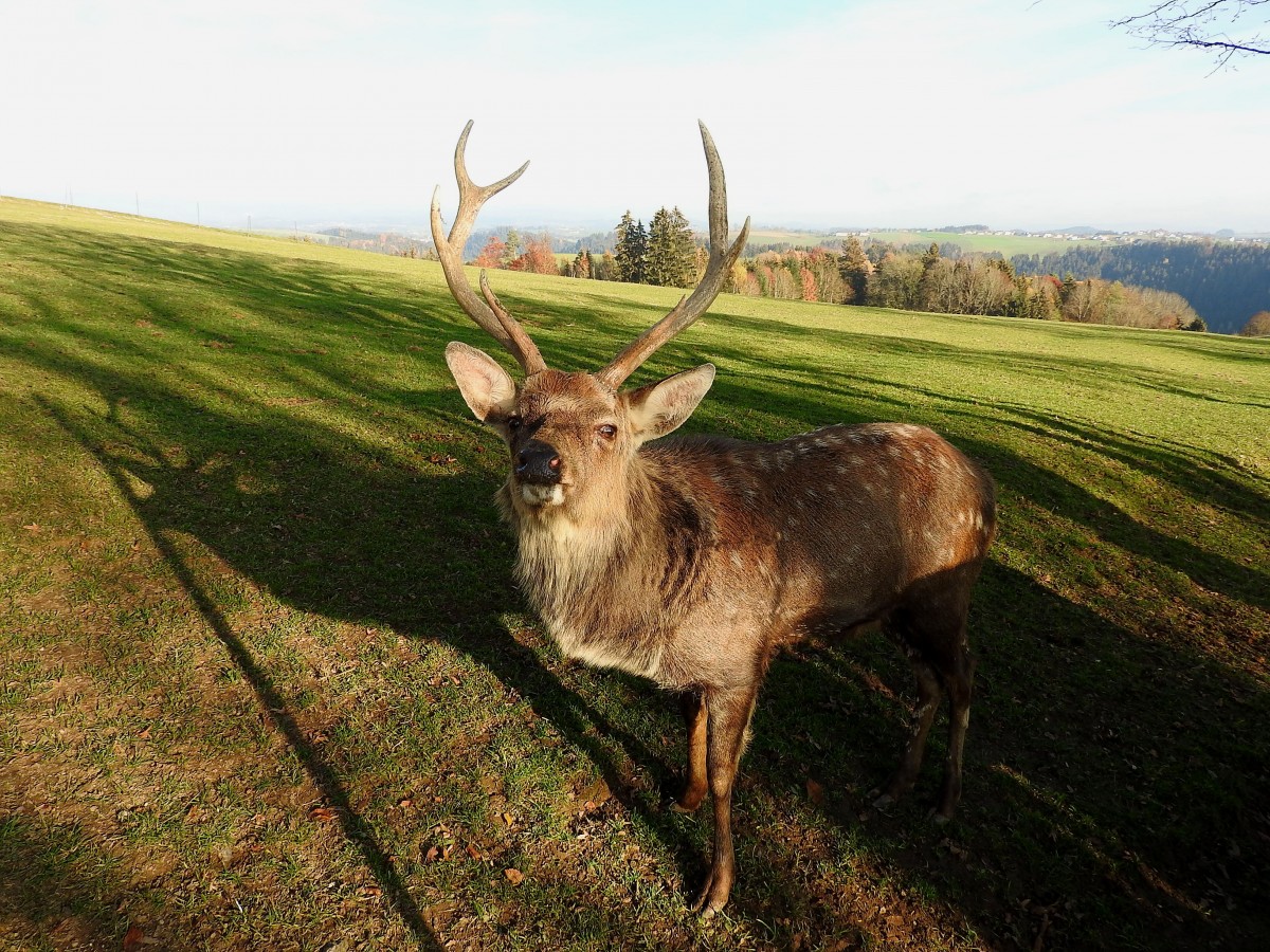 Rothirsch(Cervus elaphus)im weitlufigen Gelnde des Tierbparks Altenfelden; 151108