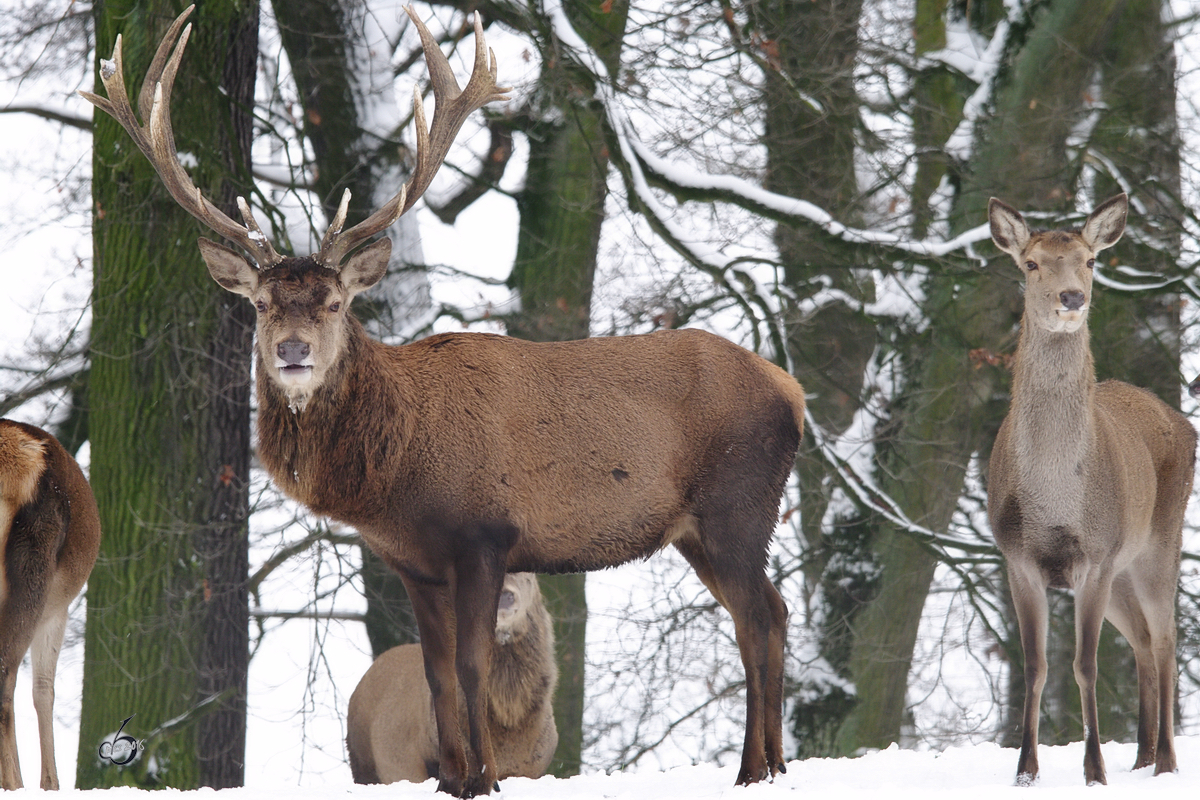 Rothirsche im Dortmunder Zoo.