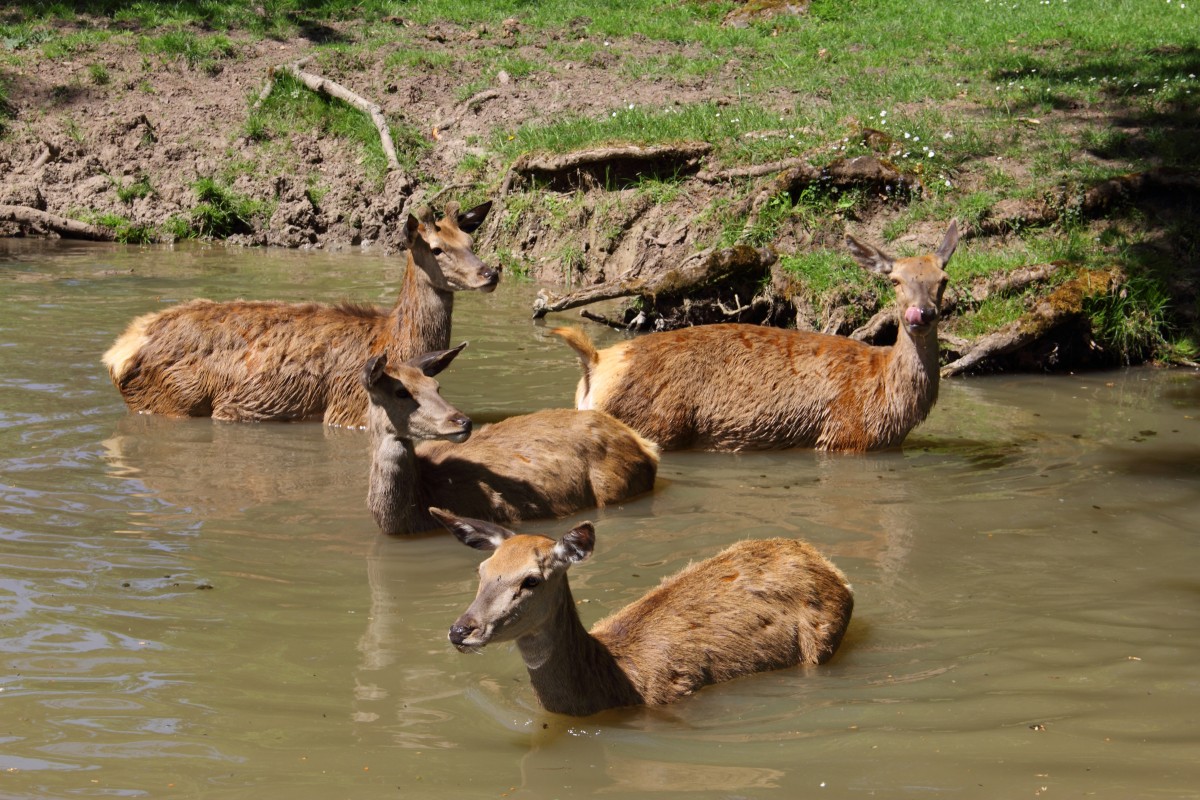 Rothirschkhe suchen eine Abkhlung in Tambach am 14.05.2015.