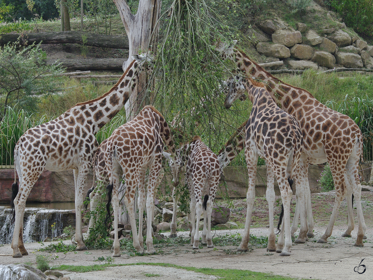 Rothschild-Giraffen whrend der  Brotzeit . (Zoom Gelsenkirchen, September 2009)