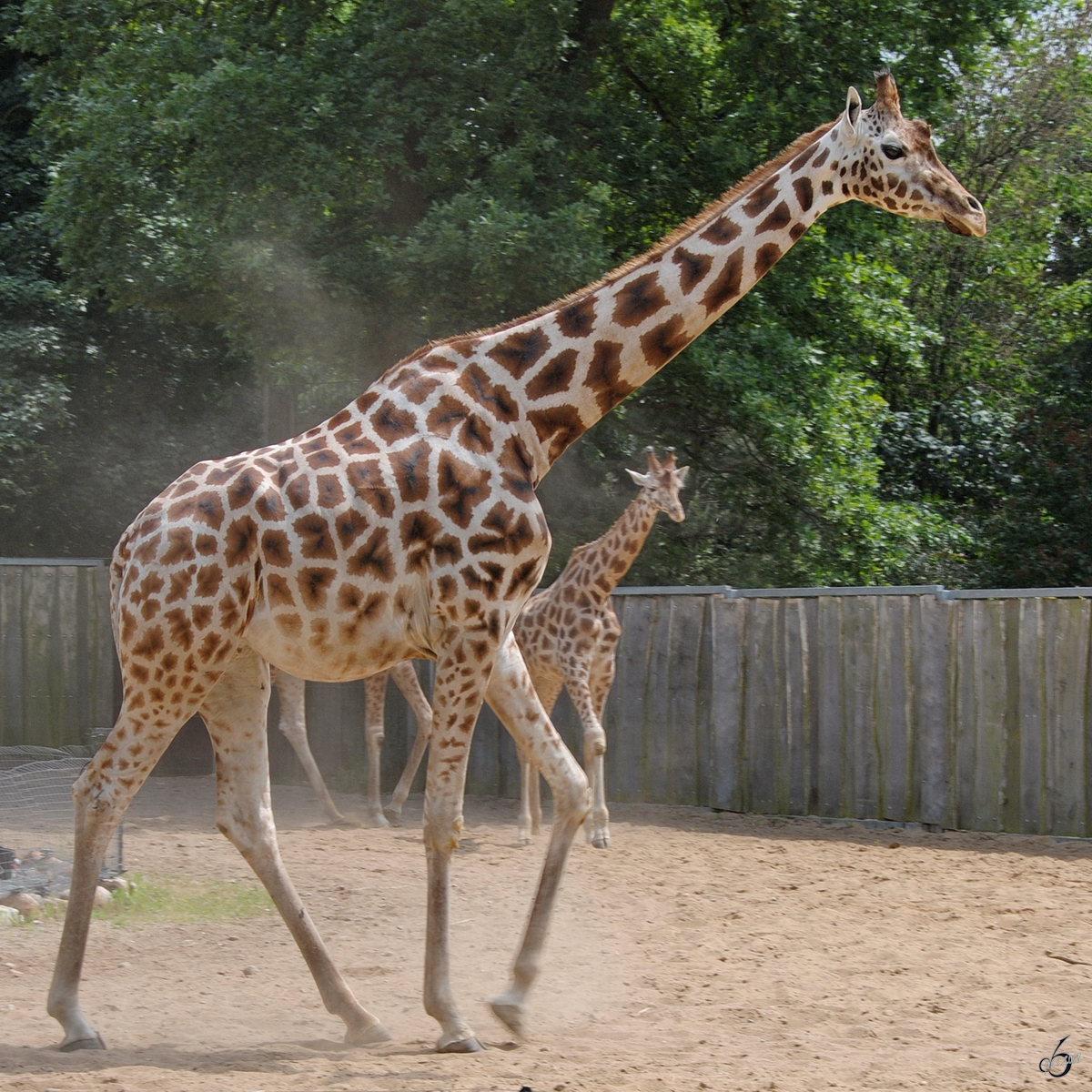 Rothschildgiraffen Anfang Juli 2010 im Zoo Schwerin.