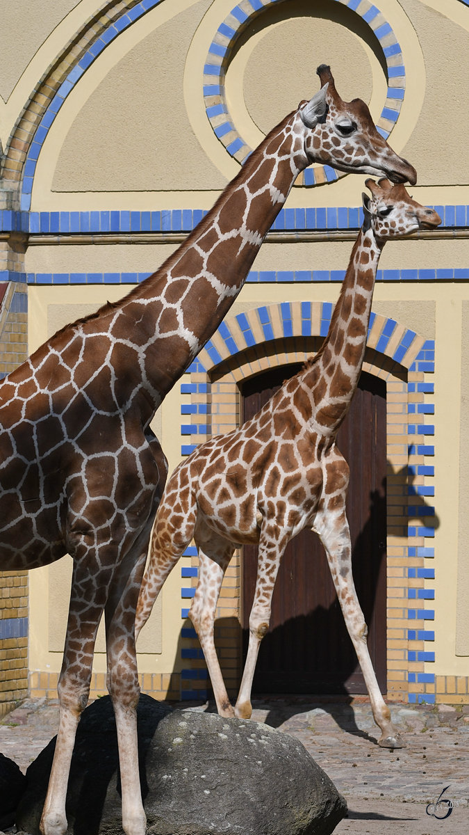 Rothschildgiraffen im Zoo Berlin. (April 2018)