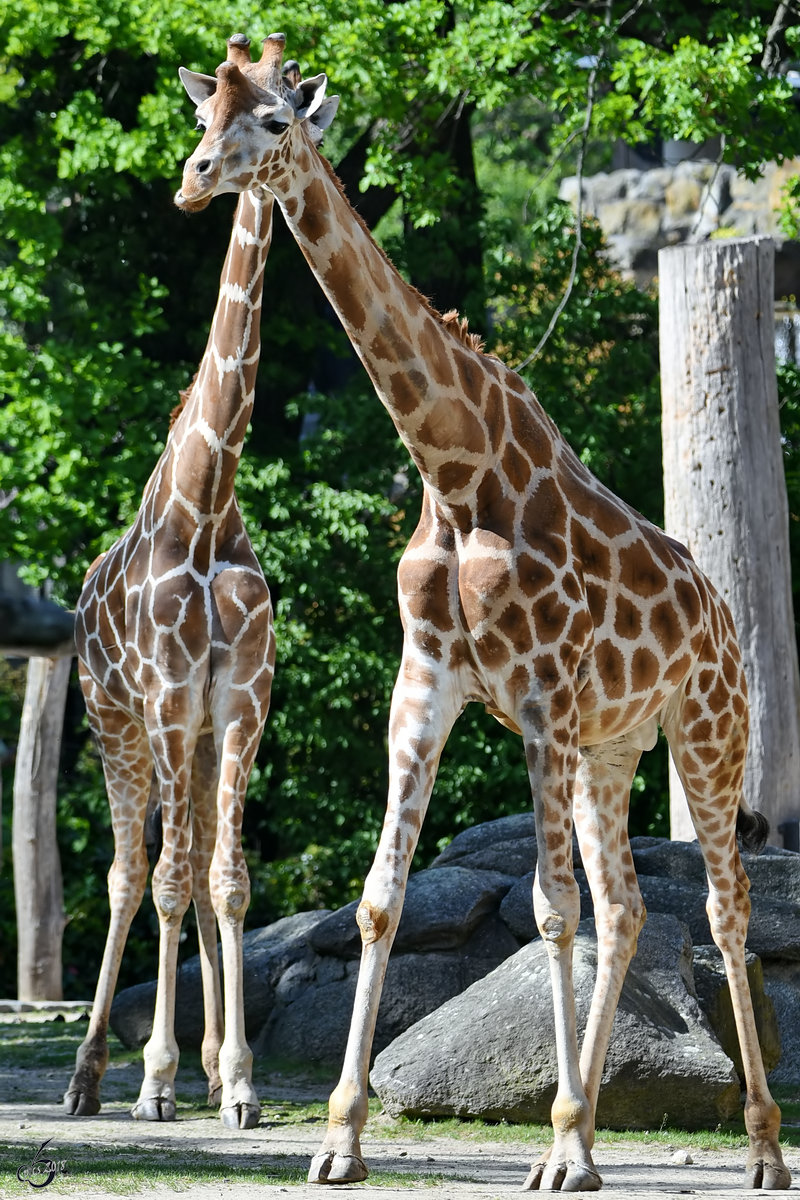 Rothschildgiraffen im Zoo Berlin. (April 2018)