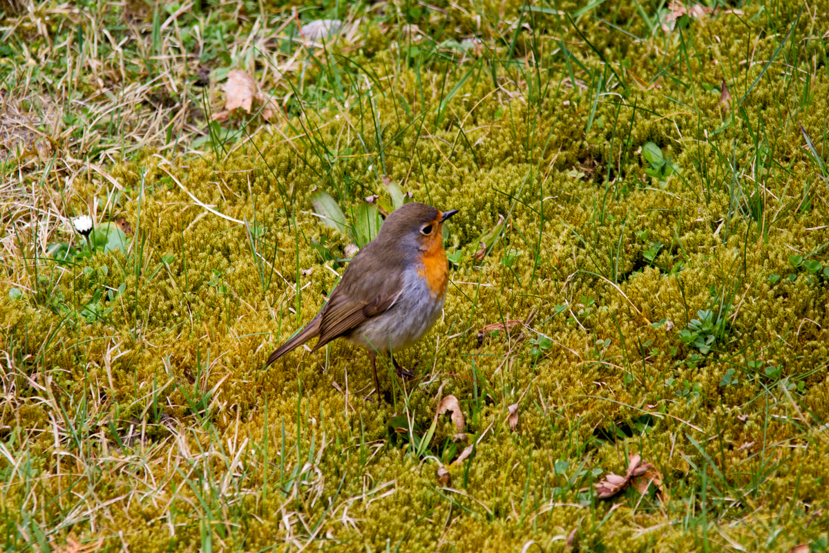 Rotkehlchen auf Insektensuche. - 25.03.2014