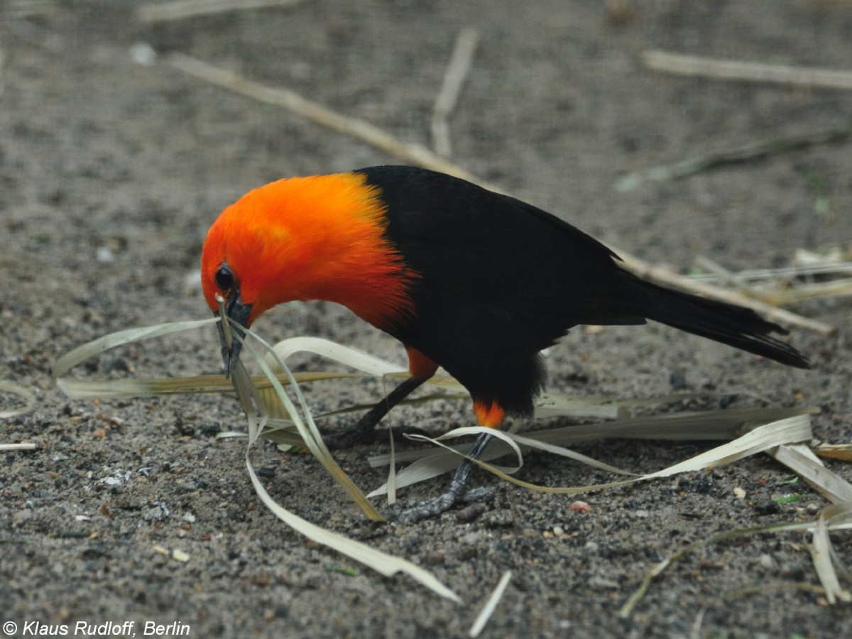 Rotkopfstrling (Amblyramphus holosericeus). Vogel beim Nistmaterialsammeln im Zoo Berlin (Juli 2015).