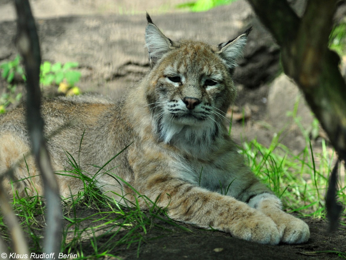 Rotluchs oder Bobcat (Lynx rufus) im Tierpark Berlin (Juli 2015).