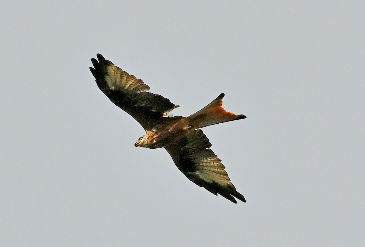 Rotmilan auf Beutejagd am Rand des Flugplatzes Nrvenich - 12.09.2023