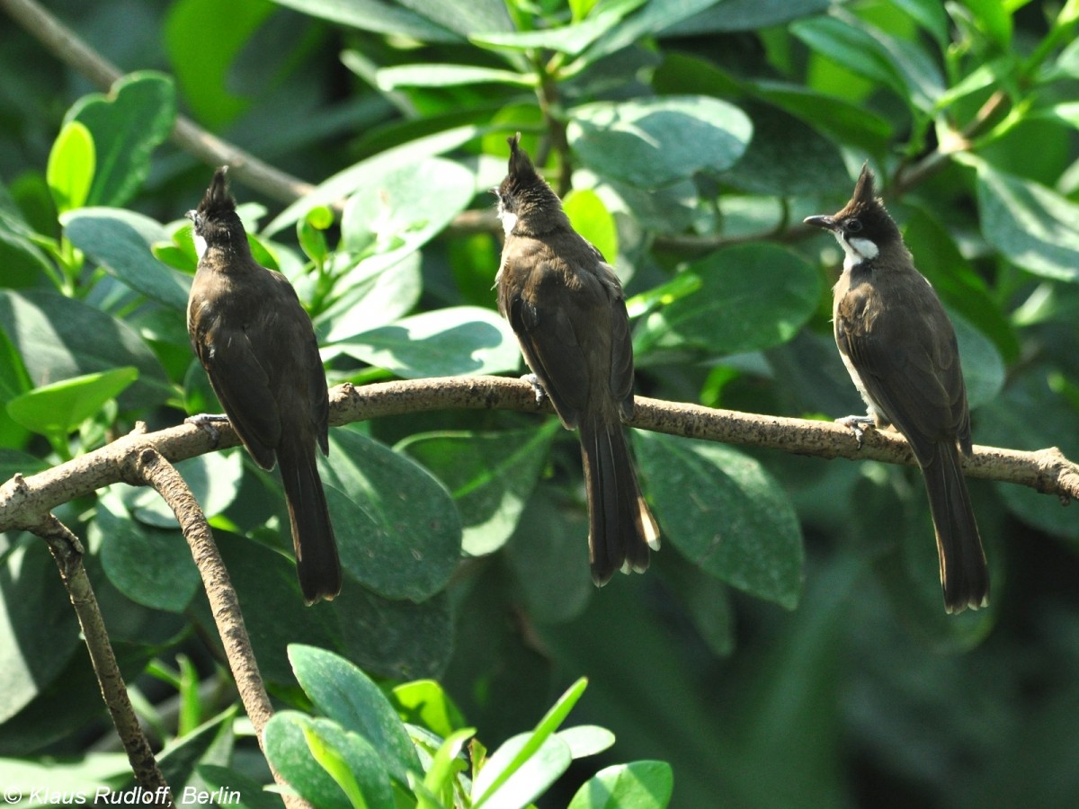 Rotohrblbl (Pycnonotus jocosus) im Tierpark Berlin (August 2015).