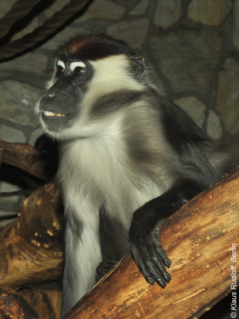 Rotscheitelmangabe (Cercocebus torquatus) im Zoo Wroclaw (Breslau).