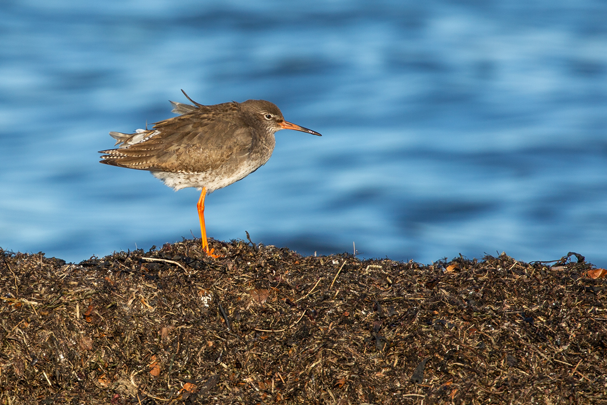 Rotschenkel am Strand von Binz. - 27.02.2021