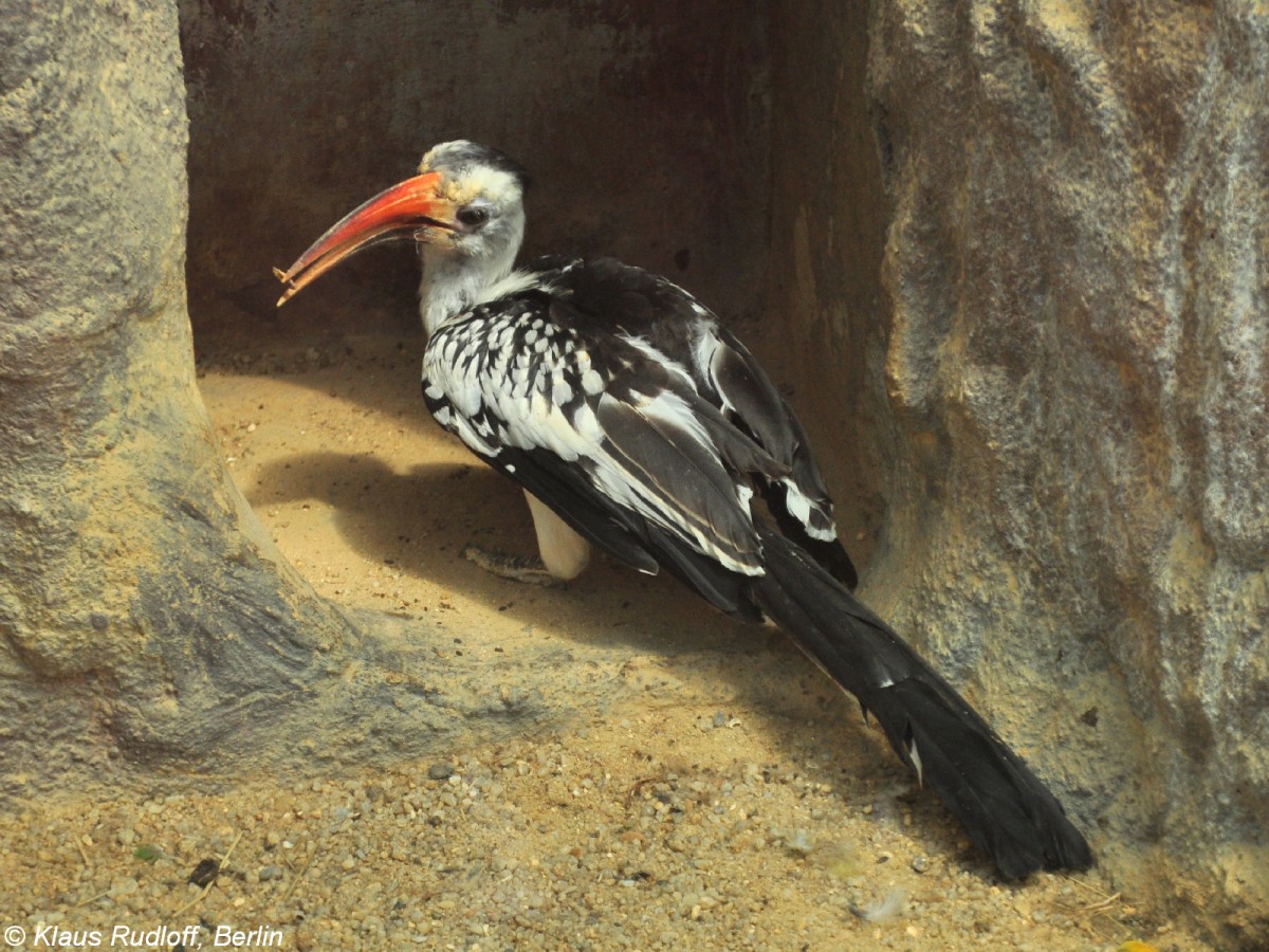 Rotschnabeltocko (Tockus erythrorhynchus) im Zoo Hluboka / Tschechien.