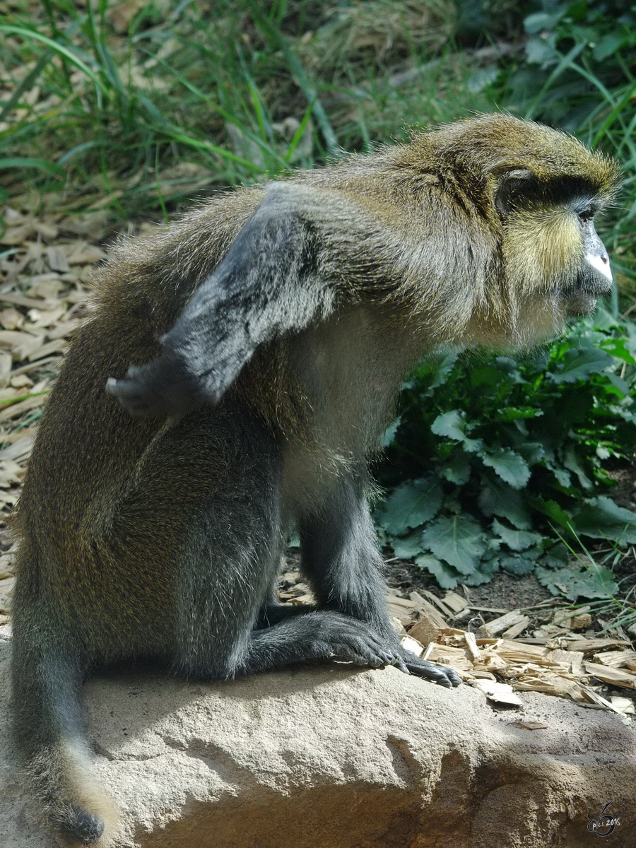 Rotschwnzige Blaumaul-Meerkatze im Zoom Gelsenkirchen. (September 2009)