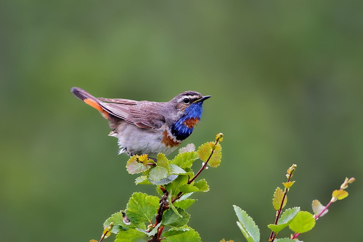 Rotsterniges Blaukehlchen im Prachtkleid (Familie der Drosseln zugehrig)Luscinia svecica. Bild Varangerhalbinsel Juli 2014