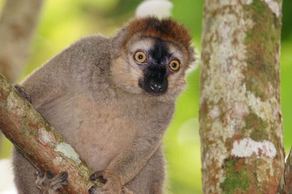 Rotstirnmaki, weiblich (23.10.2015, Masoalahalle Zrich Zoo)