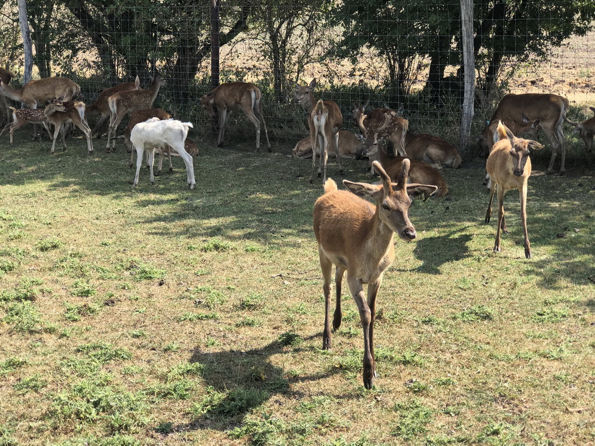 Rotwild in der Elch und Rentierfarm in Kleptow am 17. August 2018.